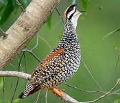 <peacock feathers>