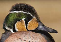 <duck feathers>