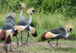 <crane feathers>