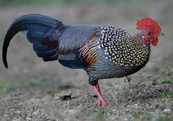 <jungle cock feathers>