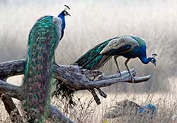 <peacock feathers>