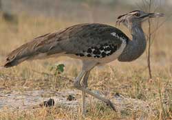 <bustard feathers>