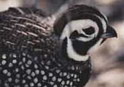 <quail feathers>
