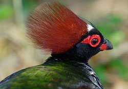 <partridge feathers>