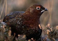<grouse feathers>