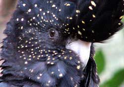 <parrot feathers>