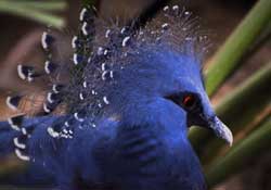 <pigeon feathers>