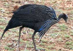 <guineafowl feathers>