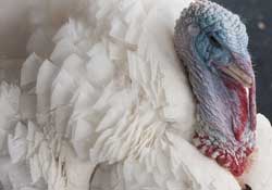 <turkey feathers>