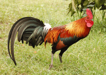 nice-red-junglefowl-1.gif