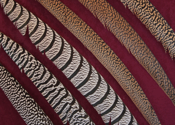 <Am-Gold tails>