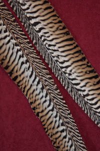 <amgold tails>