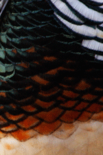 am gold pheasant