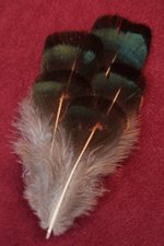 am-gold tail