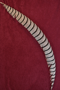 lady amherst center tail - natural