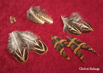 <Impeyan hen feathers>