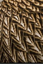 impeyan hen feathers
