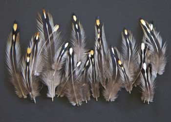 Exclusive Fly Tying Materials Fly Tying Feathers - China Feathers