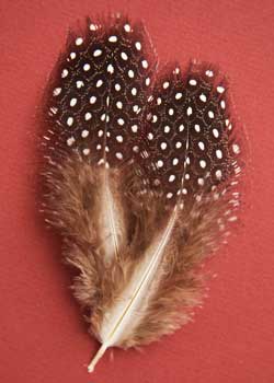 Vulturine Guinea Feathers | Atlantic Salmon Fly Tying Materials ...
