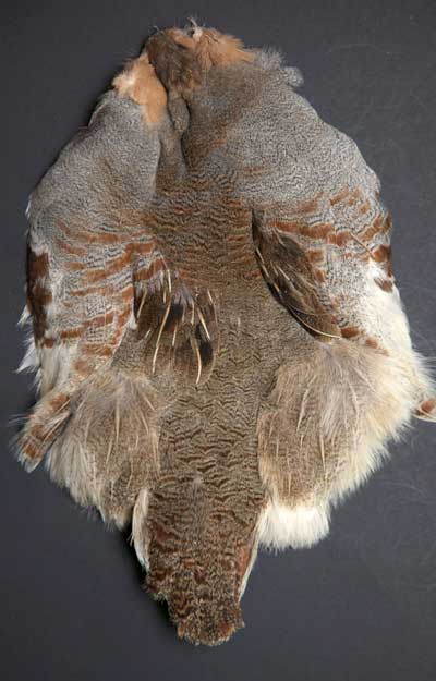 Hungarian Partridge Feathers fl blue     HPF125 