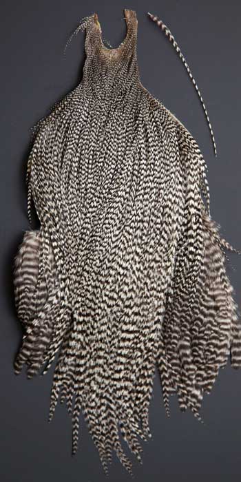 Grizzly feathers sale