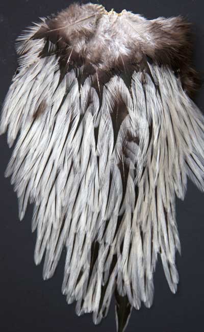 Indian Cock Neck