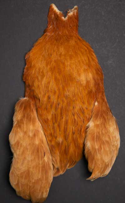 Indian Cock Neck