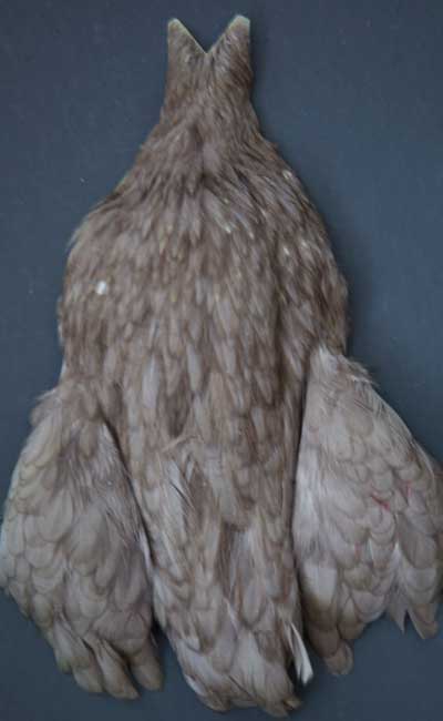 Indian Cock Neck