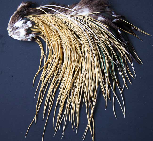 Indian Cock Neck