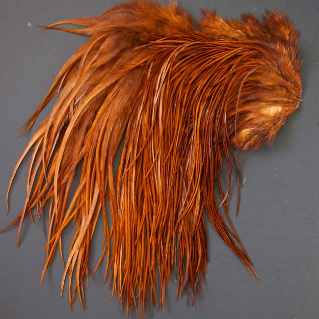 Indian Cock Neck