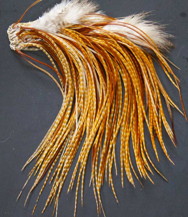 Indian Cock Neck