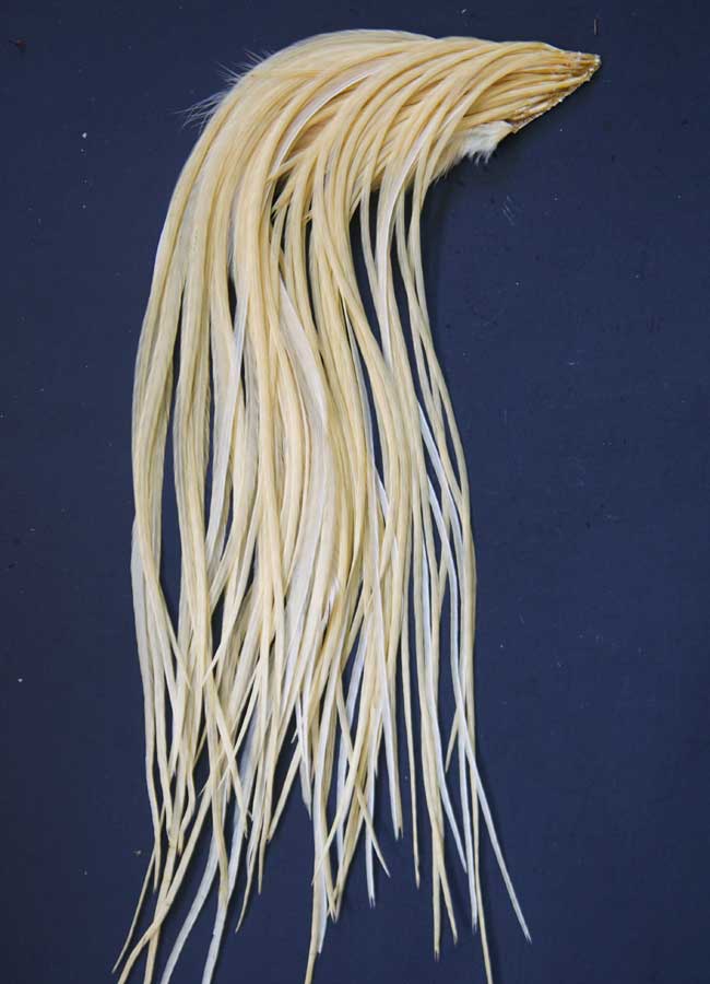 Indian Cock Neck