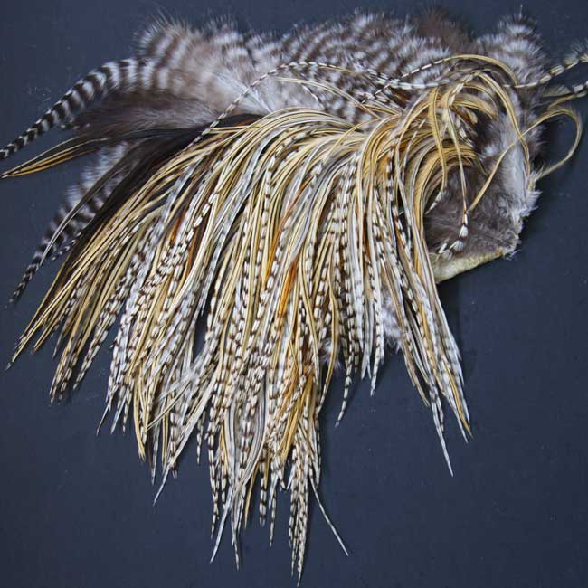 Indian Cock Neck