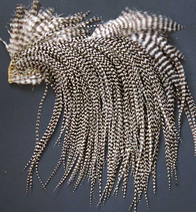 Indian Cock Neck