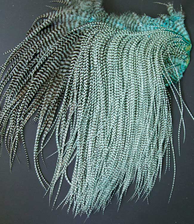 Indian Cock Neck