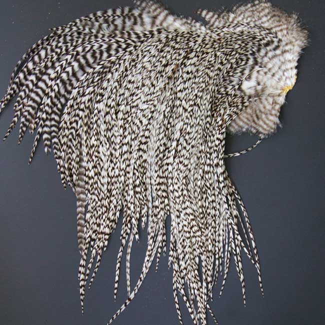 Indian Cock Neck