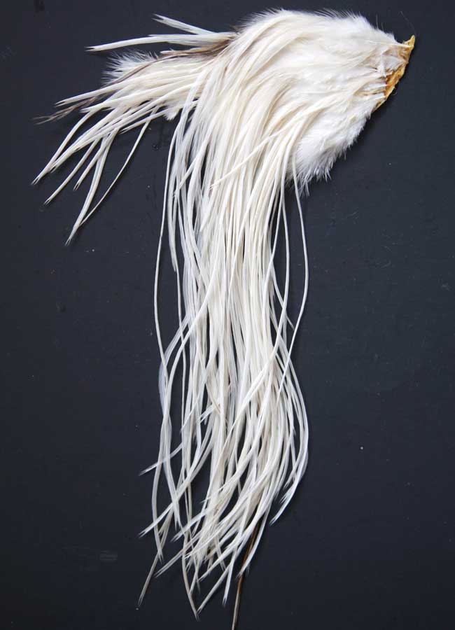 Indian Cock Neck