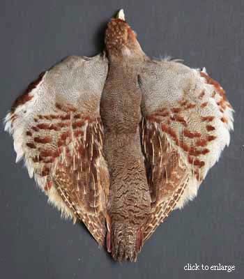 Feathers Ruffed Grouse Skin Fly Tying Material 