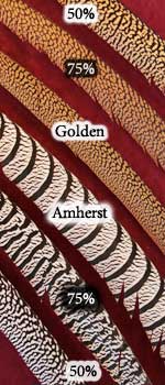 Am-Gold tails