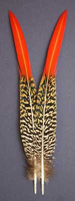 am gold tail feathers