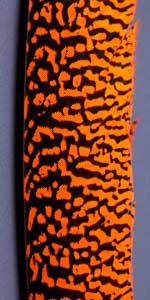 am gold pheasant