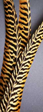 Am-gold tail feathers