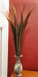 am gold tail feathers