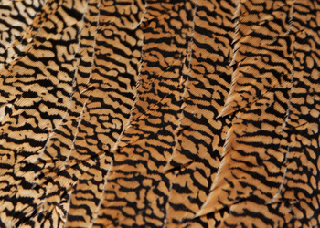 <Am-Gold tails>