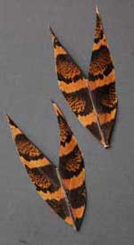 himalayan monal feathers