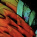 impeyan pheasant feathers