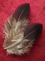 impeyan hen feathers