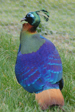 himalayan monal feathers