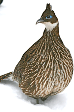 himalayan monal female