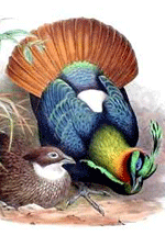 impeyan pheasant